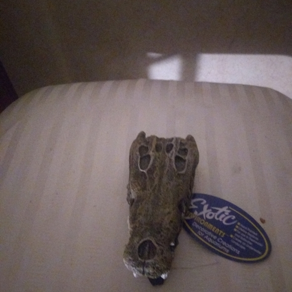 Alligator head - Picture 3 of 3